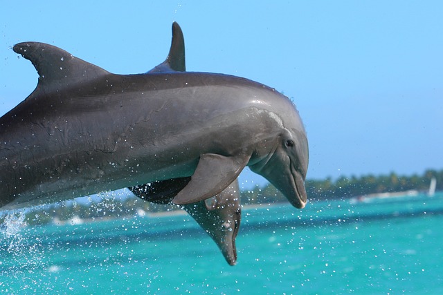 Delfines en Punta Cana